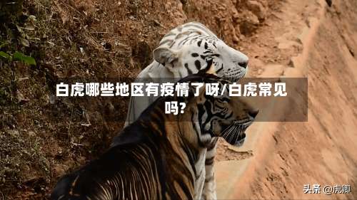 白虎哪些地区有疫情了呀/白虎常见吗?-第1张图片